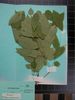 Herbarium sample